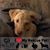Dick Linke's profile image