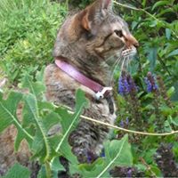 Joni Casper's profile image