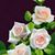 Angie Sandvig's profile image