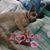 Lori Morrison's profile image