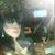 Anastasia Gypsy's profile image
