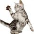 Shaletha J.'s profile image
