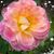 Paula Blume's profile image