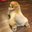 Savannah Petrick's profile image