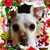 Sheila Collins Havens's profile image