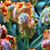 Mary Dabrowski's profile image