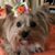 Susan Owens Grinker's profile image