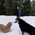 Mindi Sneed's profile image