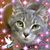 Karen LaRose's profile image