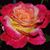 Ruth Borkowski's profile image