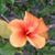 Karin Taylor's profile image