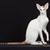 Dotti Olsen's profile image