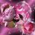 Dusti Turney's profile image