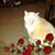 Martha Gardler Root's profile image