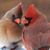 Jen Olson's profile image