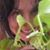 Dorothy Audigier DiGiminiani's profile image