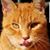 Laura Riffel's profile image
