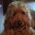 Angela Russo's profile image