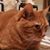 Carolyn De Meyer's profile image
