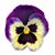 Pamela Benson's profile image