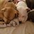 Leslie Napolitano Cariello's profile image