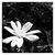 LKfree Thinker's profile image