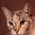 Christina Smith's profile image