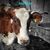 Bobbie Wakefield's profile image