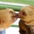 Ashlie Perniz's profile image
