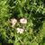 Lisa Roth Burkes's profile image