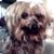 Diane E. Bianchi's profile image