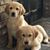 Lori Plourd's profile image