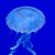 Jennifer Pfropper's profile image