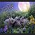 Carolyn Johnson's profile image