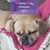 Josephine Ann Besozzi's profile image