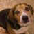 Joe Sapone's profile image