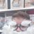 Alisha Wickham's profile image