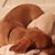 Patricia Towner's profile image