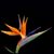 Gundy William's profile image