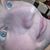 Sammy Alexander Forbus's profile image
