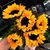 Shannon Howard-Trevizo's profile image