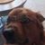 Deneen Pepe Prushinski's profile image