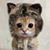 Angela Hauser's profile image