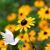 Nancy Cole's profile image