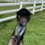 Tony Orelli's profile image