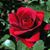 Rosa Meza's profile image