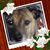Lurah Houghtaling's profile image