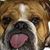 Spike Thewondermutt's profile image