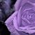 Sherie Johnson's profile image