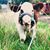 Shelby Simonis's profile image